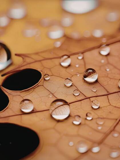 kastepisaroita lehdellä