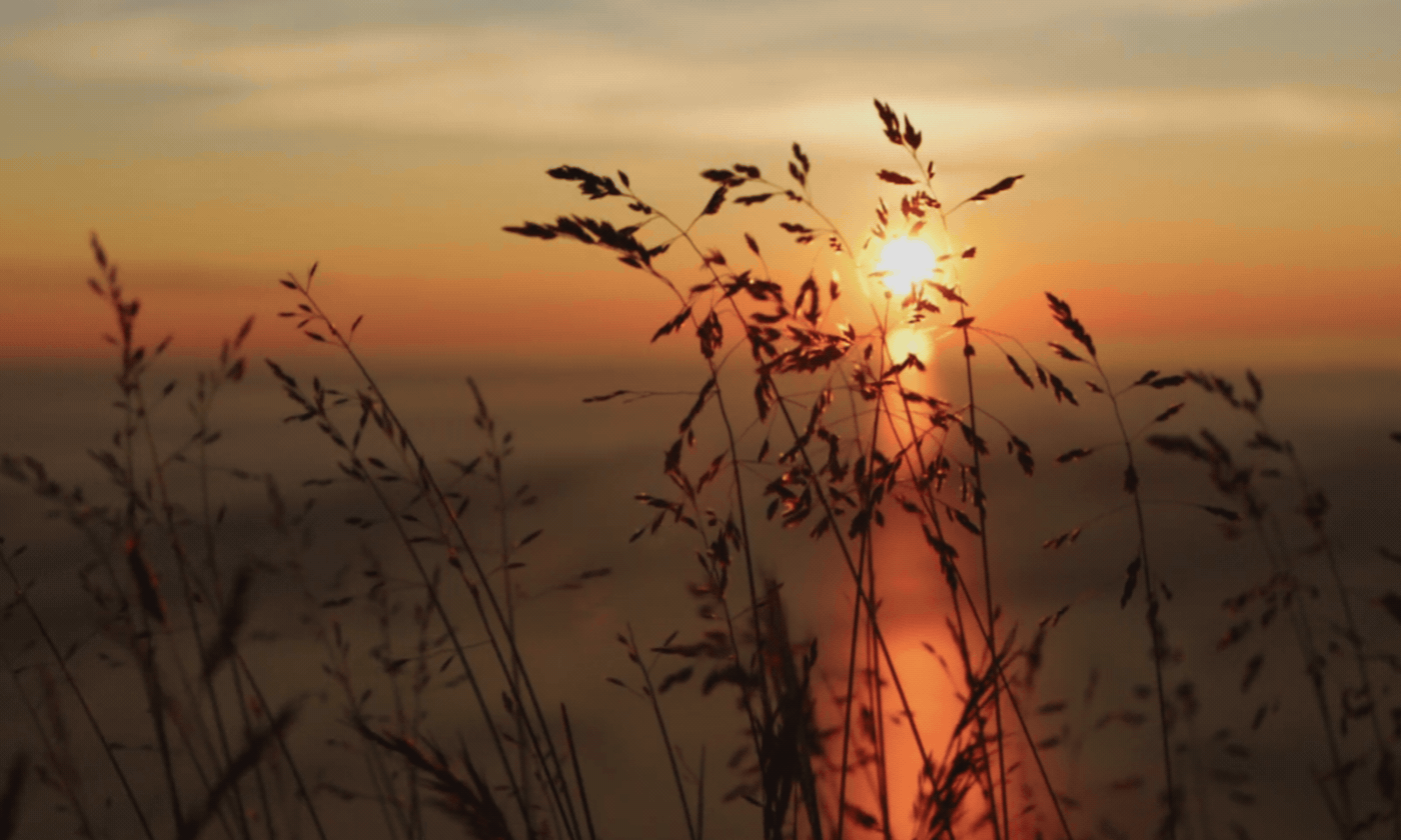 auringonlasku ja heinikkoa tuulessa